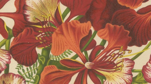 Antique Royal Poinciana Botanical Chromolithograph by Hoola van Nooten, c. 1880, close-up 2