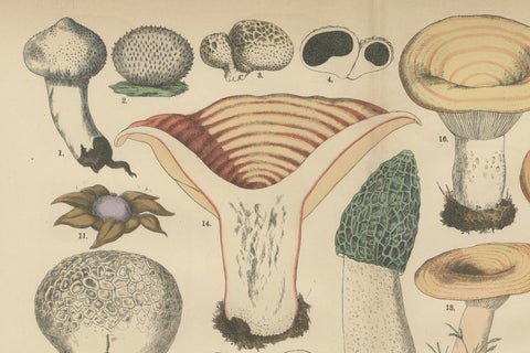 Morel & Funnel Mushrooms, Antique Botanical Lithograph by Fünfstück, 1885, close-up 4