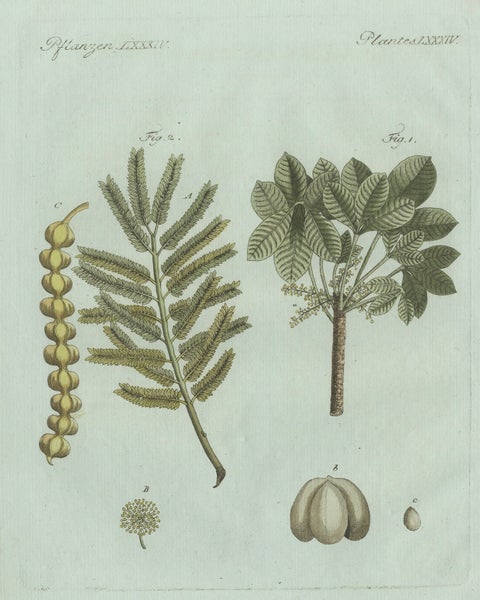 Original Antique Botanical Print of Manna Ash and Sarsaparilla by Bertuch, 1805, close-up 1