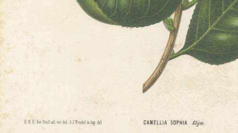 Antique Botanical Lithograph, Camellia Sophia, de Vriese, 1856, close-up 4