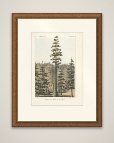 Towering Mammoth Tree in California: "Beauty of the Forest" Lithograph of 1856, shown framed