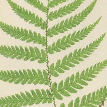 Set of 3 Antique Fern Prints, Aspidium Pubescens, Elongatum, Dilatatum (c.1868), close-up 2