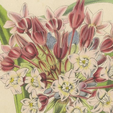 Twining Brodiaea Botanical Illustration by Louis van Houtte, 19th Century, close-up 5