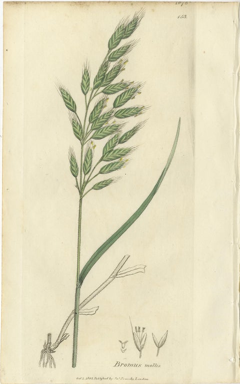 Set of 8 Antique Botanical Engravings of Bromus (Brome Grasses), c.1830, view 2
