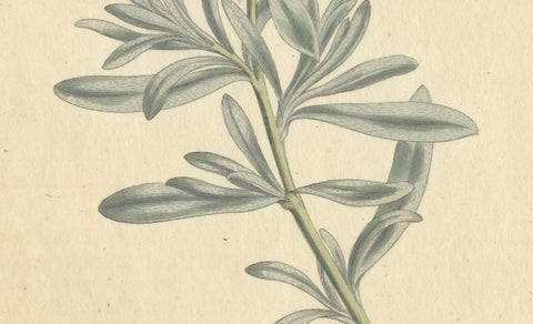 Antique Botanical Engraving of Silverbush, Rare 1799 Floral Print by Curtis, close-up 1