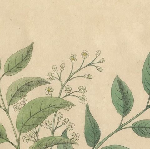 Antique Mahogany Botanical Print, Swietenia Mahagoni, c.1831, close-up 4