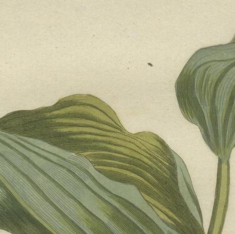 Antique Botany Print of the Polygonatum Multiflorum or Solomon's Seal, close-up 1