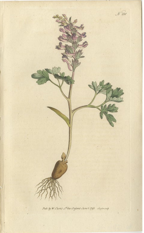 Set of 2 Antique Botany Prints, Solid Rooted and Hollow Rooted Fumitory, view 3