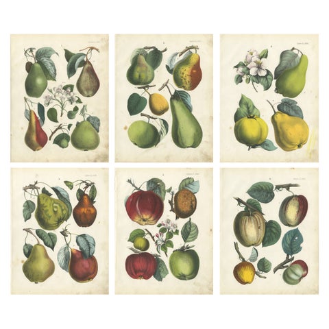 Antique Fruit Chromolithographs, Pears and Apples, Set of Six, Calwer 1854
