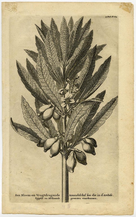 Original Antique Engraving of an Almond Branch in Arabia, Egypt or Africa, 1729, view 2