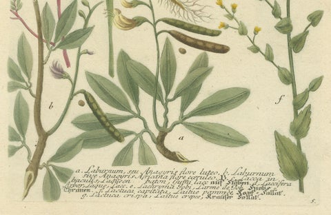 Botanical Splendor: Laburnum and Florae in 18th Century Etching, 1748, close-up 2