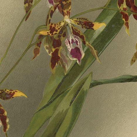 Antique Botanical Print, Exotic Orchid Odontoglossum Wattianum, c.1888, close-up 6