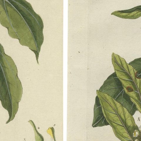 Set of 2 Antique Botany Prints, Laurus Camphora & Laurus Nobilis, close-up 2