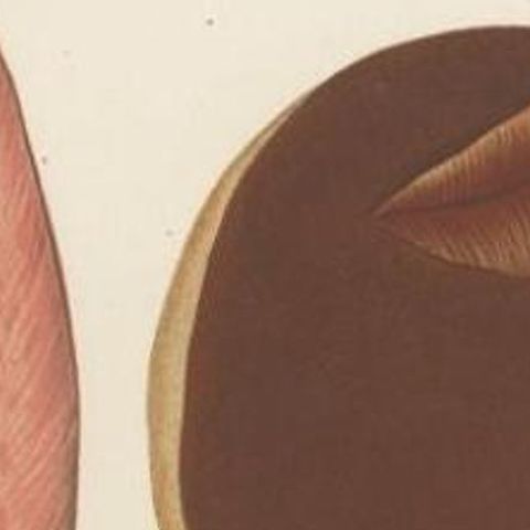 Antique Mycology Print of the Beefsteak Fungus by Fries, c.1860, close-up 1