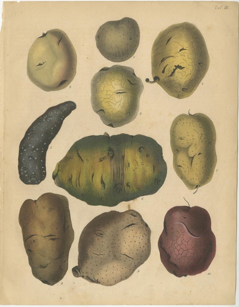 Antique Botanical Lithographs of Potatoes and Tubers, Calwer 1852, view 4