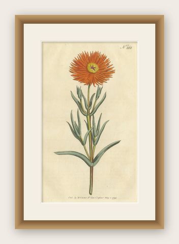 Antique Botany Print of Mesembryanthemum Aureum or Golden Fig-Marigold, shown framed