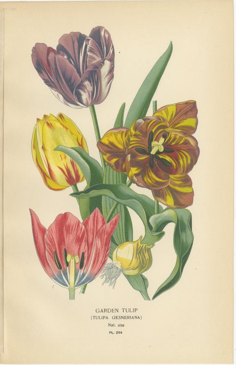 Showy Lily, Snake’s Head & Garden Tulip, Antique Flower Prints c.1897, view 5