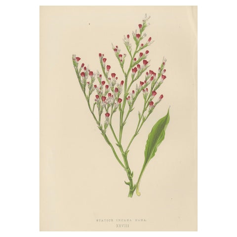 Alpine Botanical Lithograph of Dwarf Hoary Sea-lavender, 1874