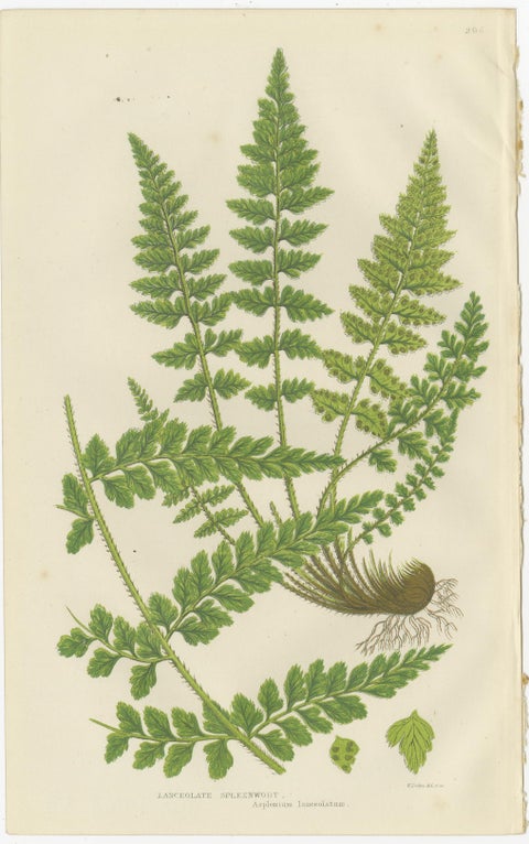 Lanceolate, Black Spleenwort & Wall Rue, Botanical Triptych, 1873, view 3