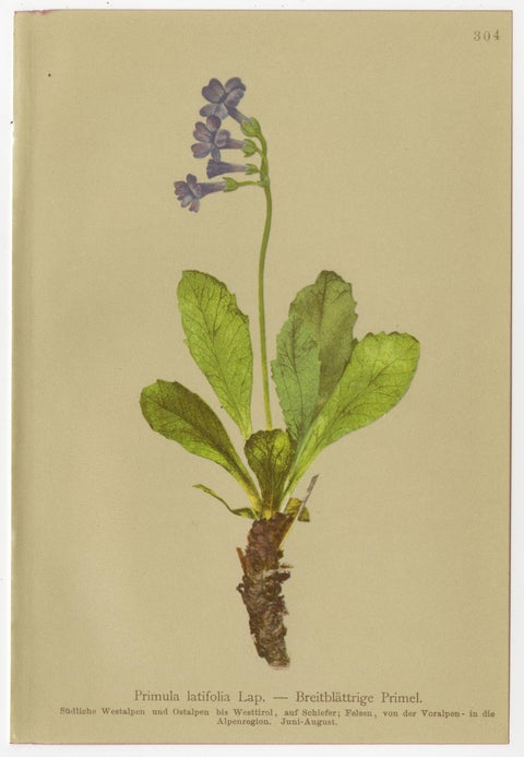 Alpine Botanical Prints Set, Primula & Cortusa, Palla Atlas, 1897, view 5