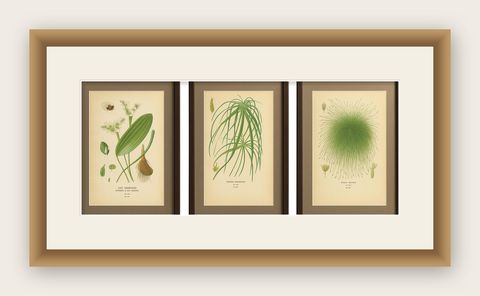 Cape Pondweed, Umbrella Plant & Bulrush, Antique Botanical Prints c.1897, shown framed