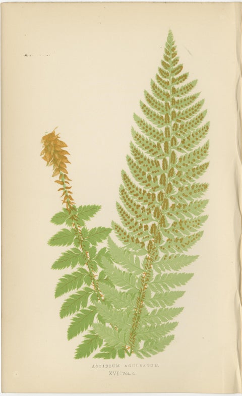 Antique Hand-Colored Fern Prints, Aspidium Aculeatum, Oreopteris & Thelypteris, view 2