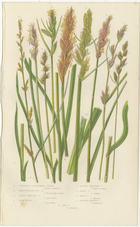 Hart’s Tongue and Scaly Spleenwort Ferns, Hand-Colored Botanical Prints, 1873, view 3
