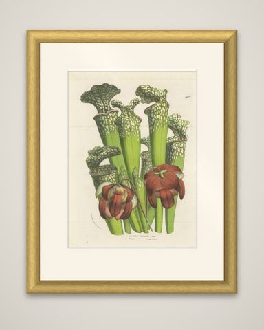 Drummond's Pitcher Plant: Hand-Colored Lithograph by Louis van Houtte, 1855, shown framed