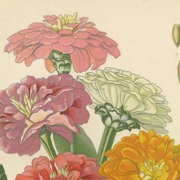 Antique Botanical Prints Trio: Immortelles, Youth and Age, Sunflower, 1897, close-up 1