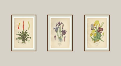 Antique Botanical Prints of Tillandsia and Irises, Set of Three, 1897, view 5