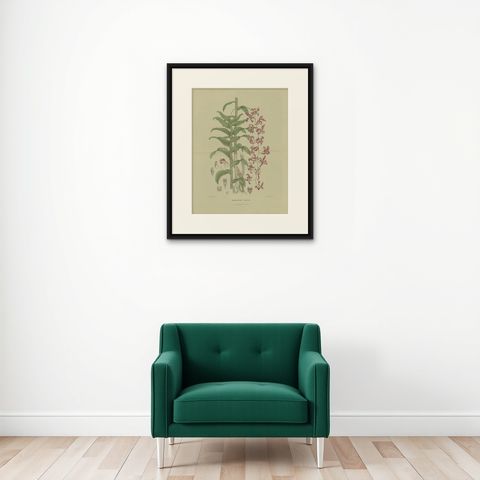 Antique Botany Print of the Dendrobium Superbiens Orchid, published in ca.1890, shown framed on a wall, true to size