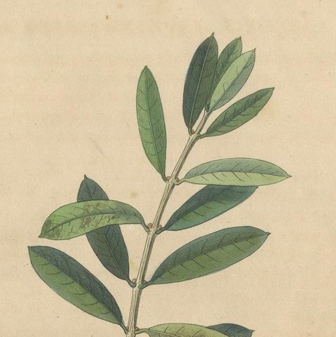 Antique Olive Botanical Print, Hand Colored Copper Engraving, c.1831, close-up 4