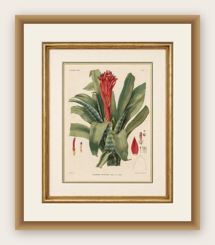 Antique Botanical Lithograph, Billbergia Thyrsoidea, de Vriese, 1856, shown framed