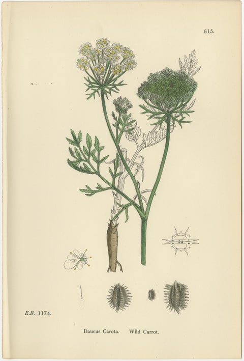 Elegant British Botanical Trio, Hand-Colored Wild Carrot Prints, England 1902, view 3