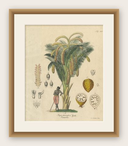 Antique Sago Palm Botanical Print, Copper Engraving, c.1831, shown framed