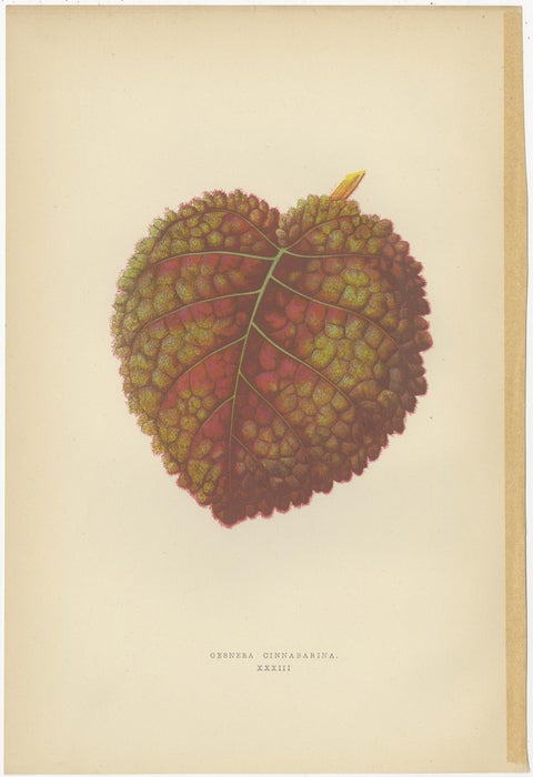 Set of 6 Botany Prints, Gesnera Cinnabarina, Dracaena Perrea (1891), view 6