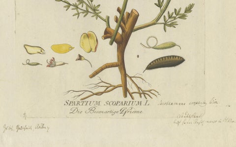 Scotch Broom Botanical Engraving, Icones Plantarum Medicinalium, 1788, close-up 2