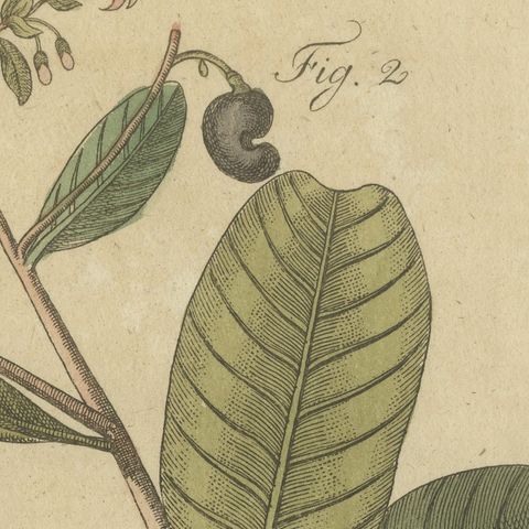 Cashew Apple and Nut with Acacia, Antique Bertuch Print, circa 1805, close-up 6