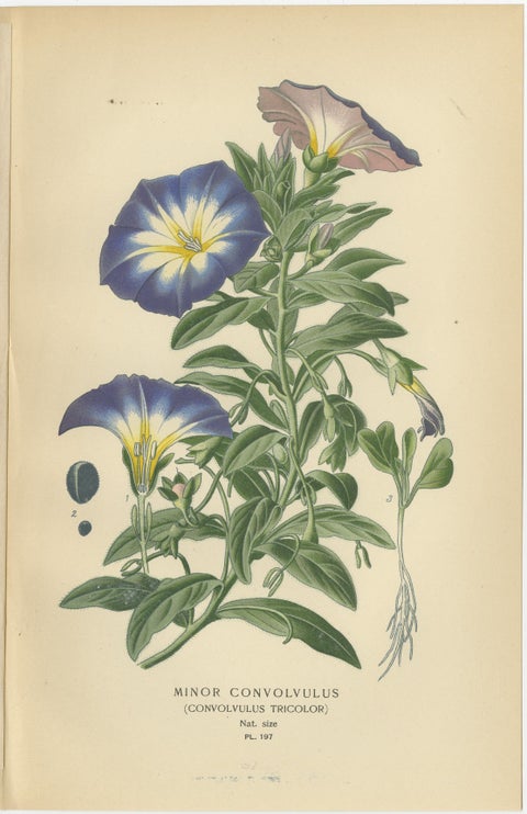 1897 Botanical Prints, Dwarf Morning Glory and Star Capsicum (Jerusalem Cherry), view 2