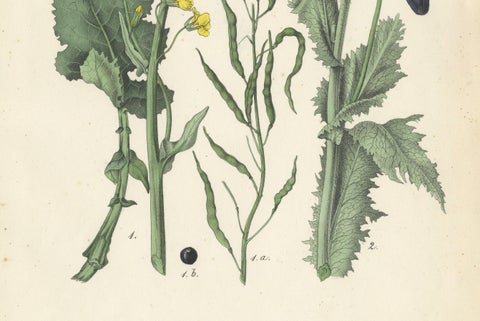 1854 Hand-Colored Botanical Lithograph of Rapeseed and Poppy, close-up 2