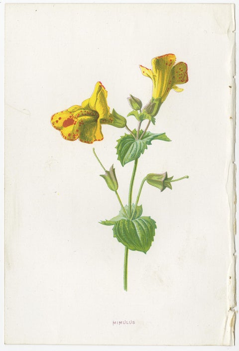 Set of Three Botany Prints Winged Broom, Gentian, Mimulus, view 4