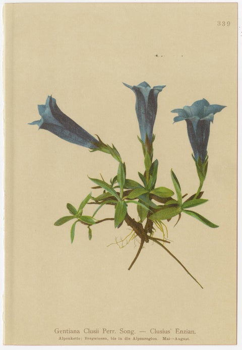 Alpine Gentian Botanical Prints Set, Antique Chromolithographs c.1897, view 4