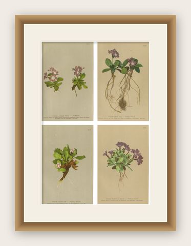 Alpine Primula Botanical Prints, Decorative Floral Set, Palla 1897, shown framed