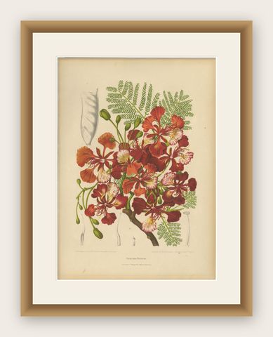 Antique Royal Poinciana Botanical Chromolithograph by Hoola van Nooten, c. 1880, shown framed