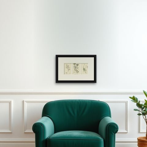 Hand-Colored Botanical Engravings of Water-Parsnip and Parsley Varieties, 1902, shown framed on a wall, true to size