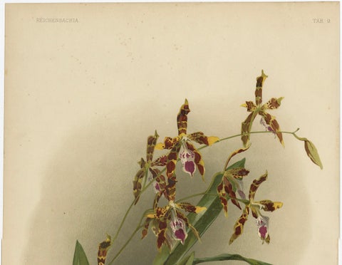 Antique Botanical Print, Exotic Orchid Odontoglossum Wattianum, c.1888, close-up 2