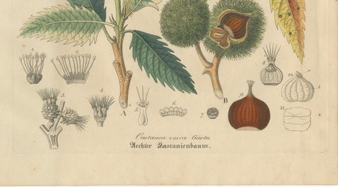 Antique Chestnut Botanical Print, Castanea Vesca, Hand Colored, c.1831, close-up 4
