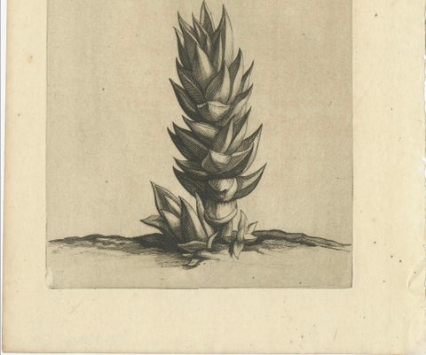 Botanical Engraving of Aloe Afric Erecta from Caspar Commelin's Work, 1706, close-up 2