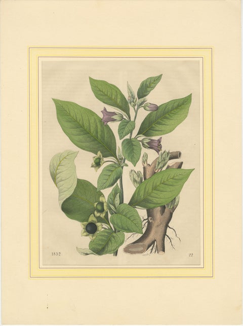 1852 Botanical Lithograph of Atropa Belladonna (Deadly Nightshade), view 3