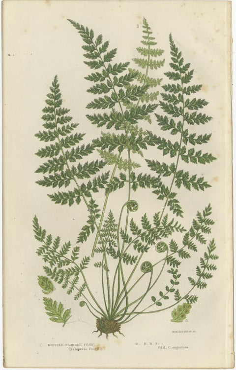 Brittle Bladder Fern Triptych, Hand-Colored Engravings, 1873, 3 Prints, view 2